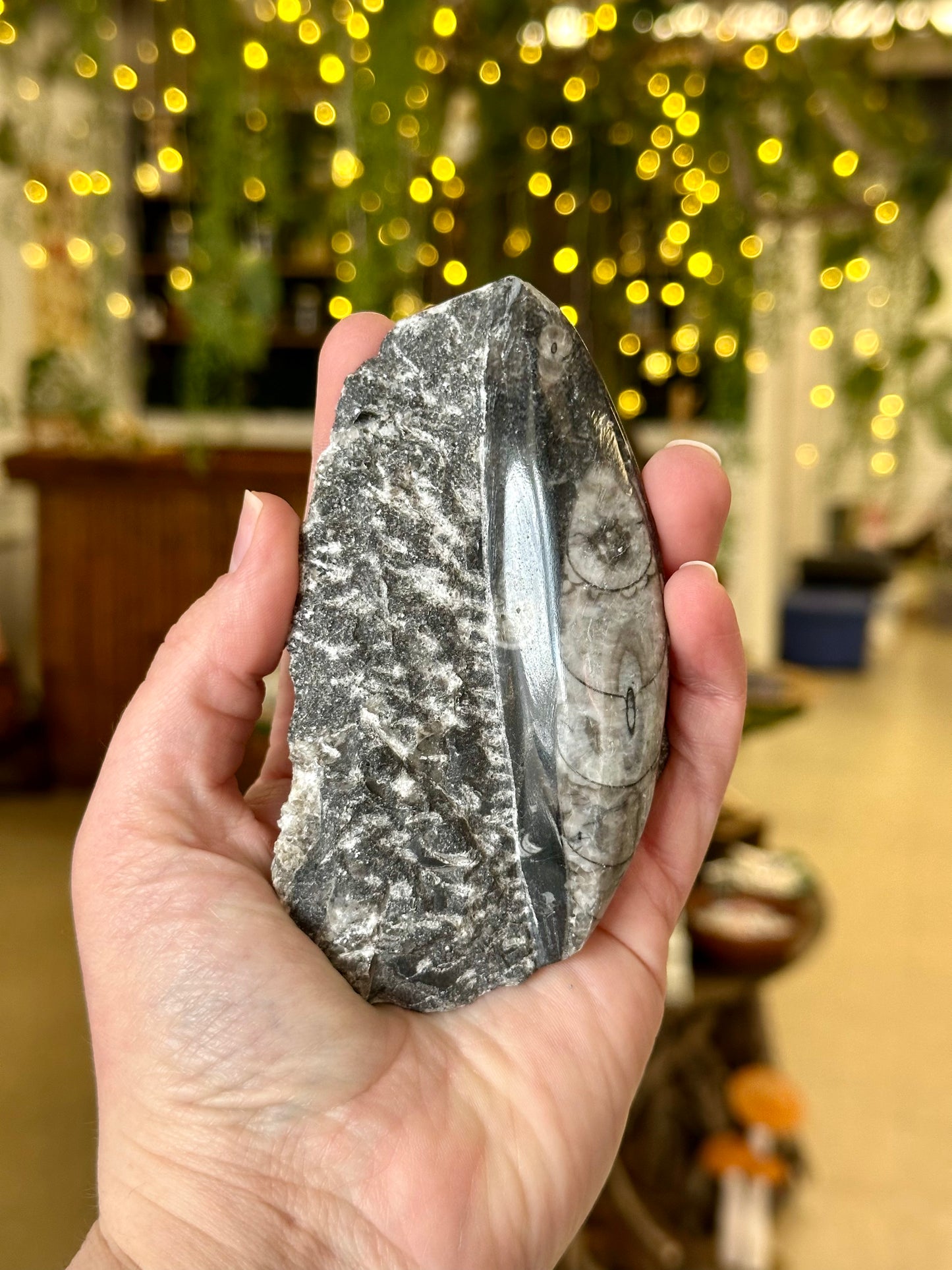 Orthoceras Fossil