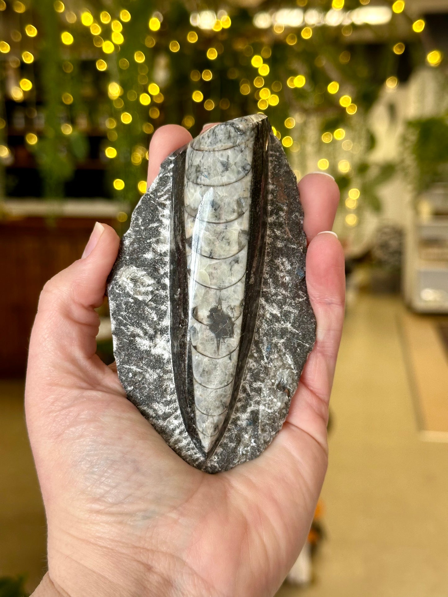Orthoceras Fossil