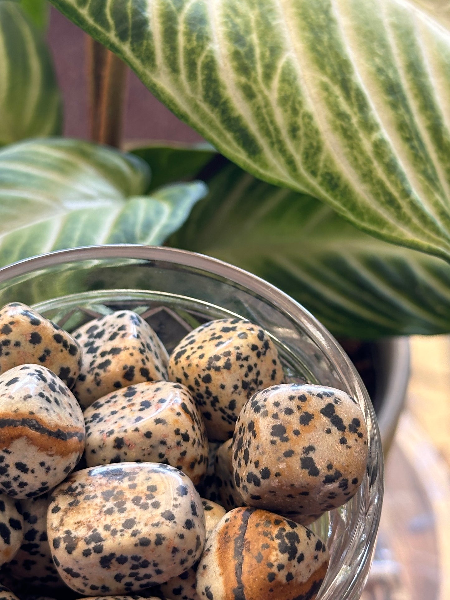 Dalmatian Jasper Tumble