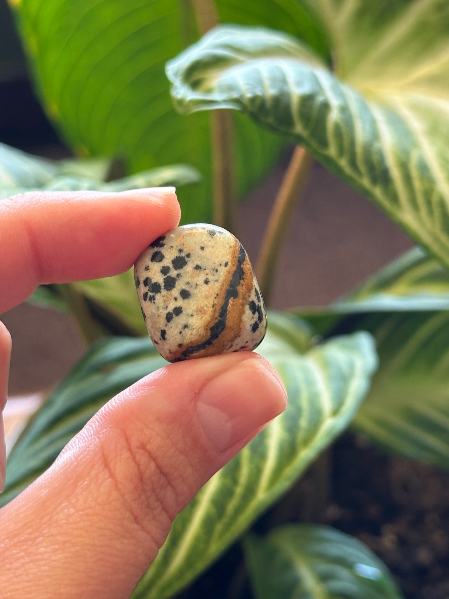 Dalmatian Jasper Tumble