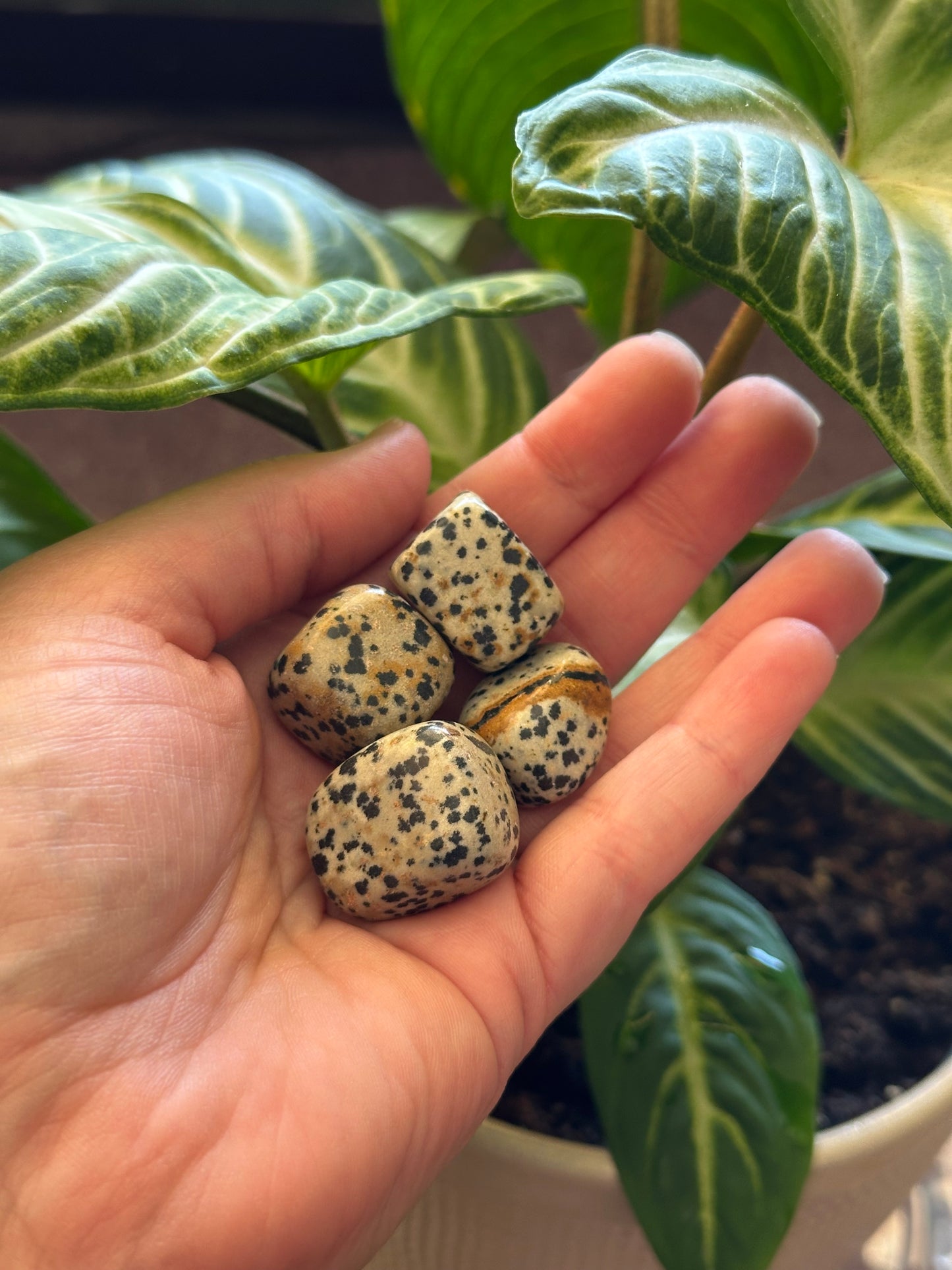 Dalmatian Jasper Tumble