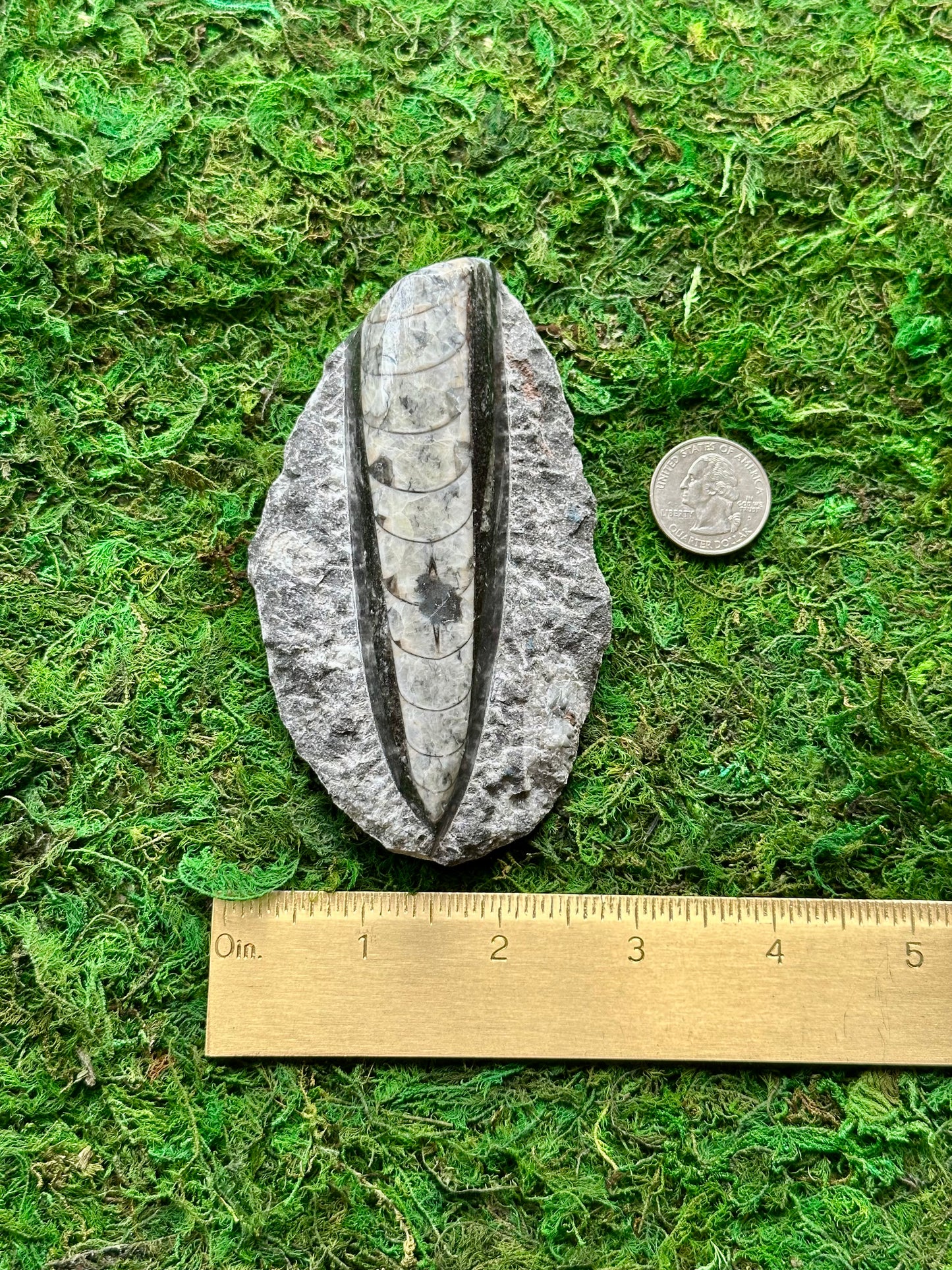 Orthoceras Fossil