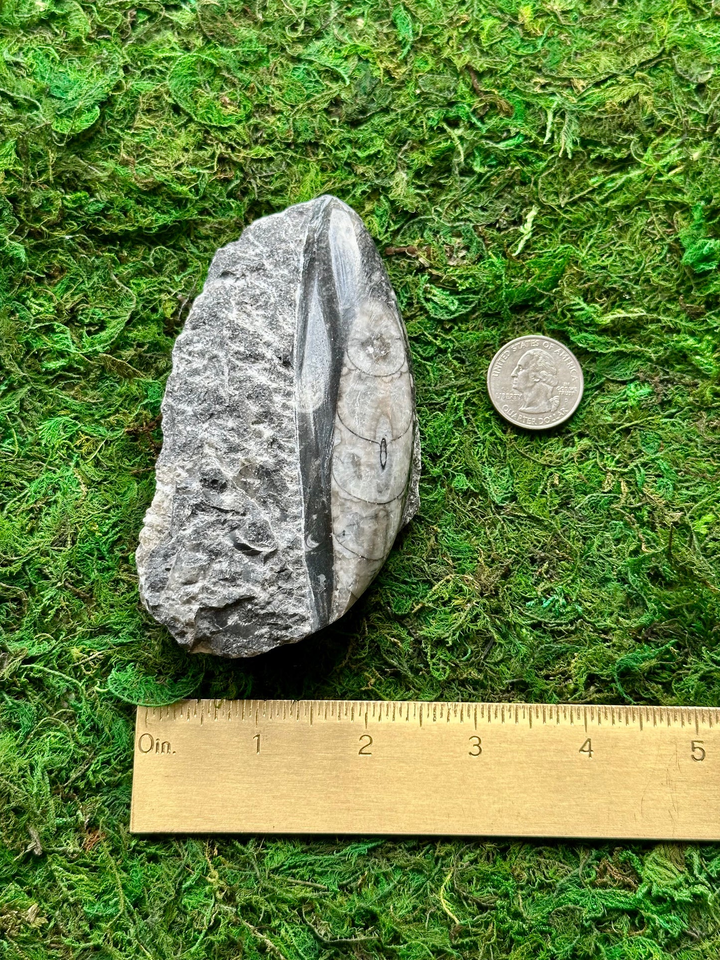Orthoceras Fossil