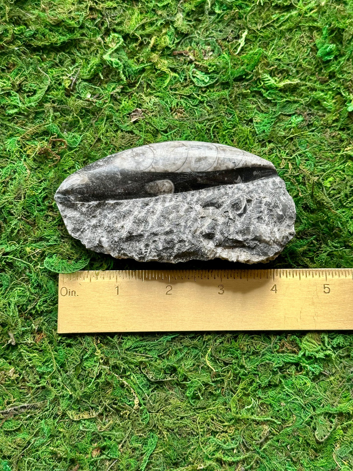 Orthoceras Fossil
