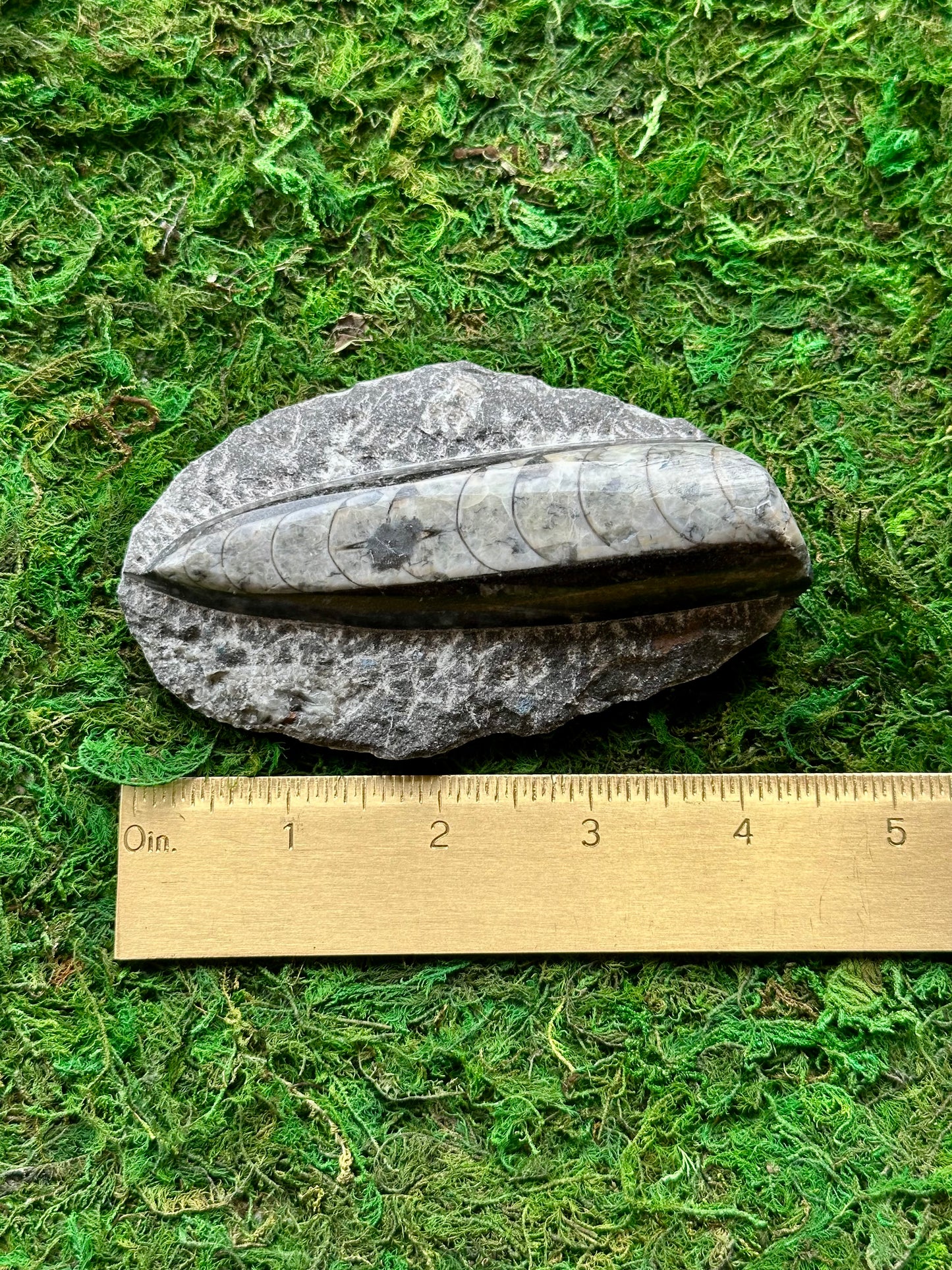 Orthoceras Fossil