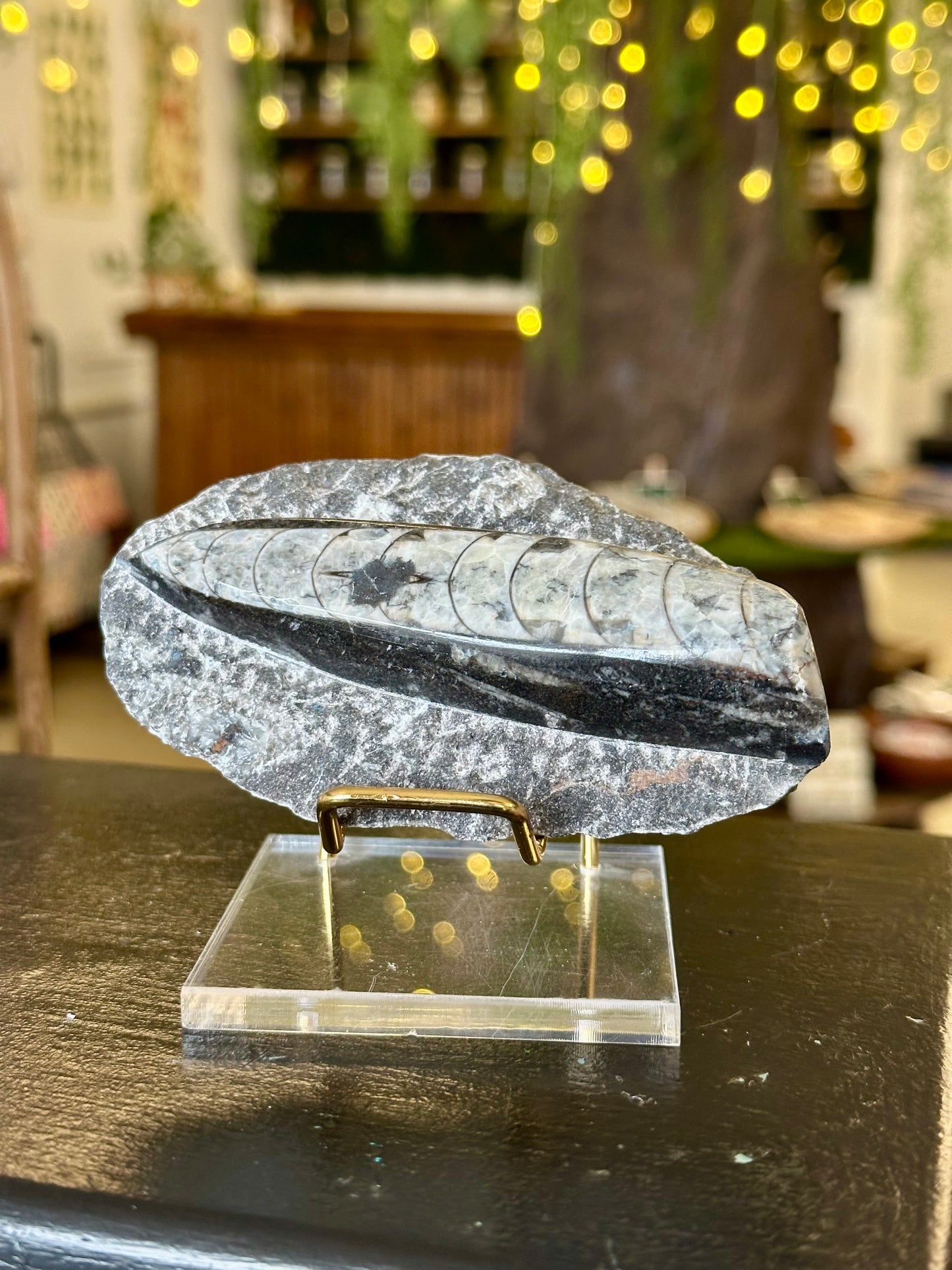 Orthoceras Fossil
