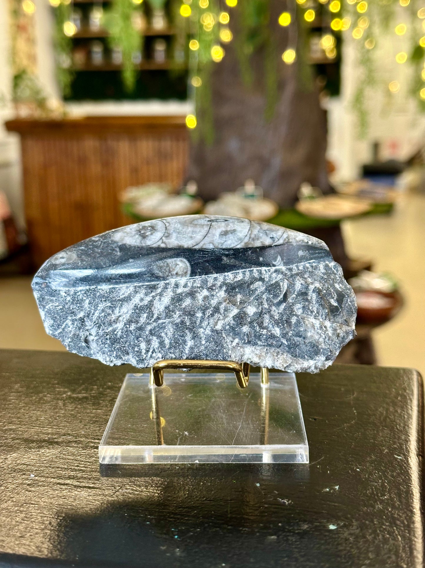 Orthoceras Fossil