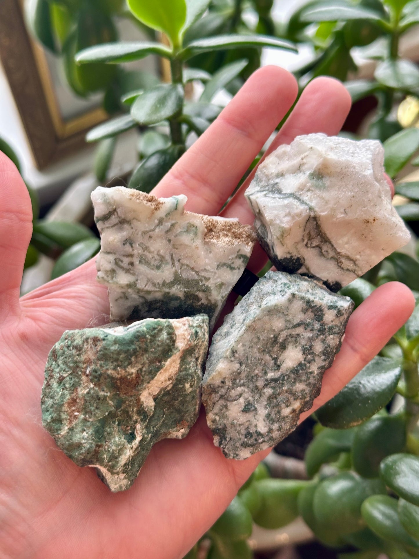 Tree Agate- Raw