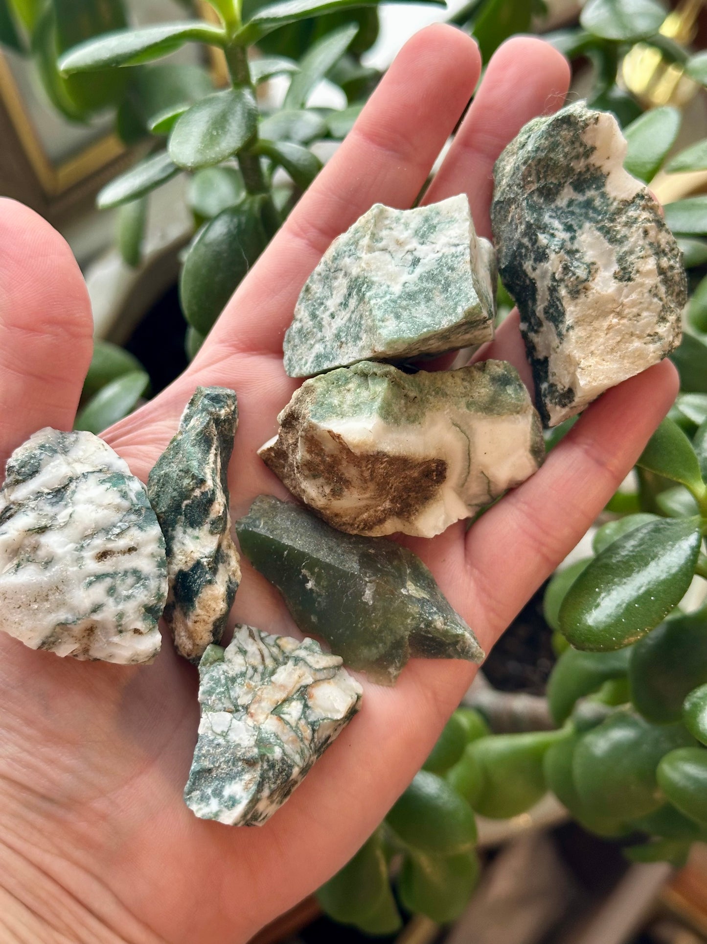 Tree Agate- Raw
